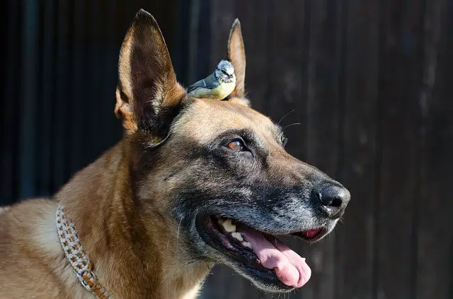 malinois belga con un uccello