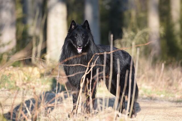 Belgijski Groenendael