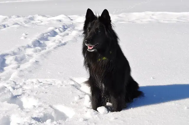 belgian groendael on snow