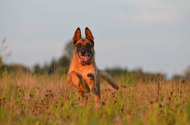 belgian shepherd malinois