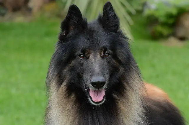 belgian tervuren