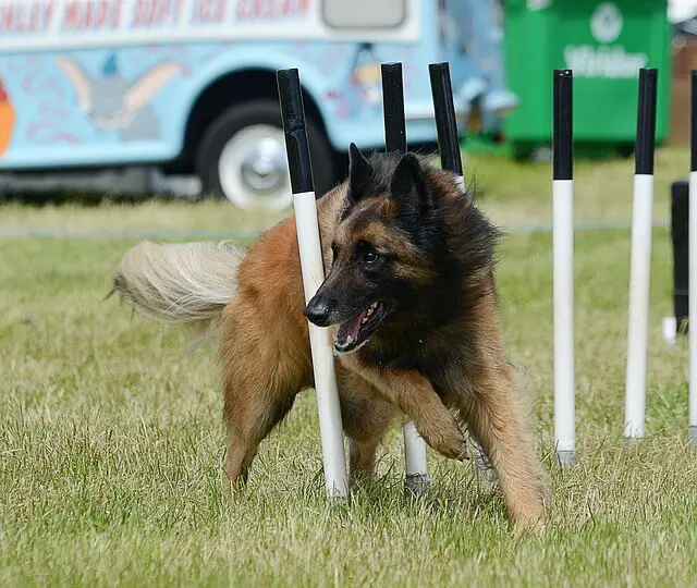 belgian tervuren agility