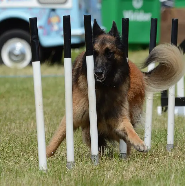 belgian tervuren agility