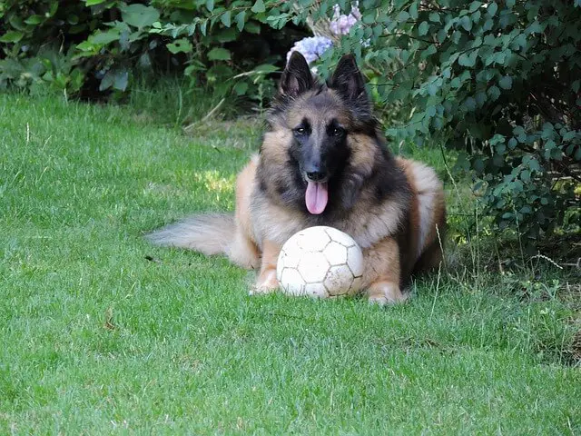 belgian tervuren laying