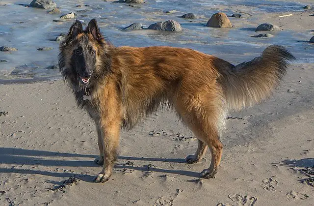 belgian tervuren on beach