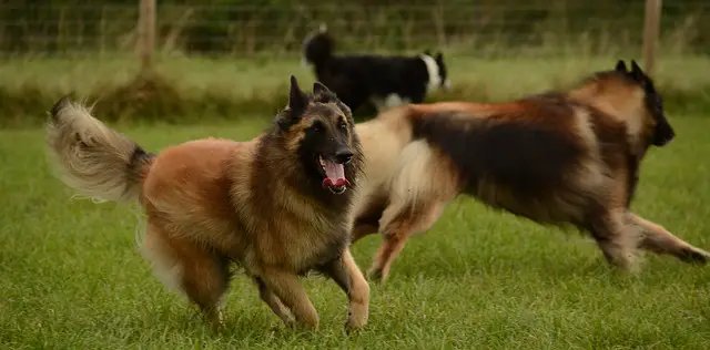 belgian tervuren running