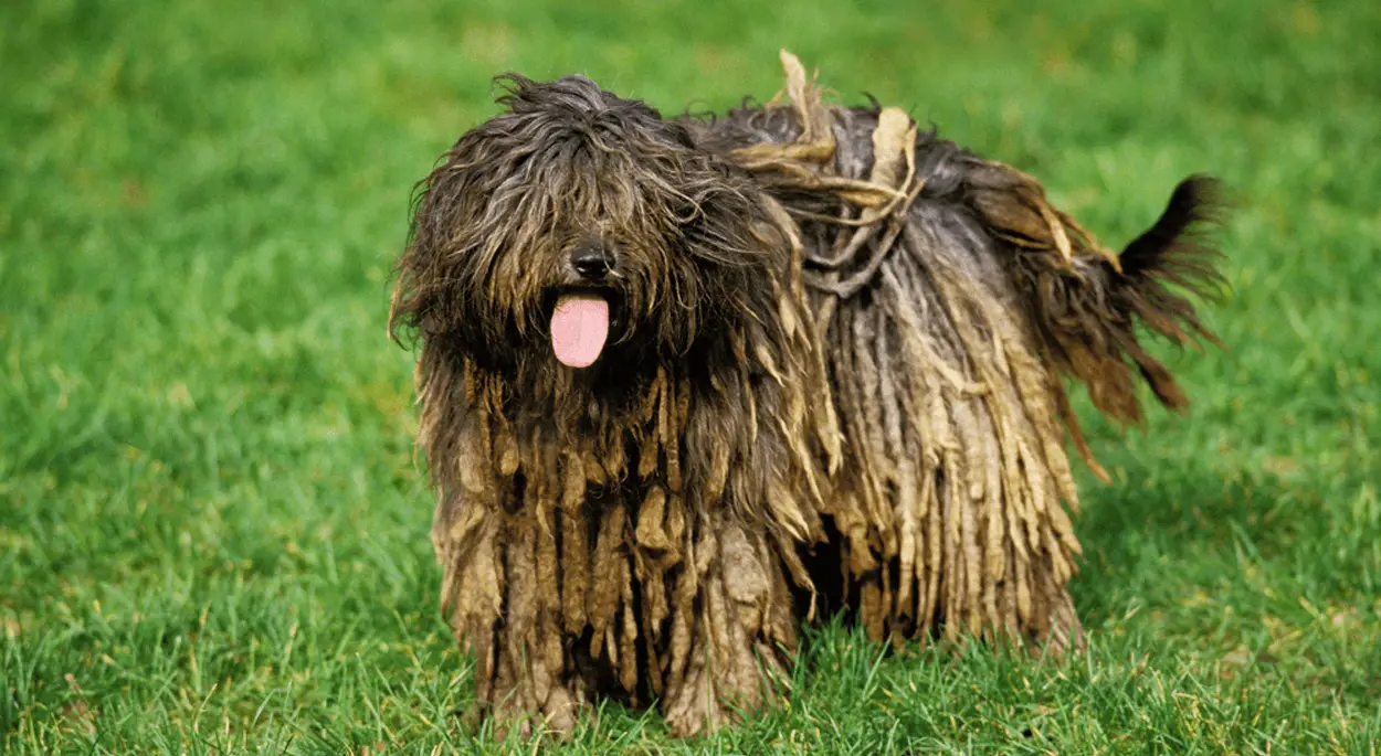 bergamasco_dog