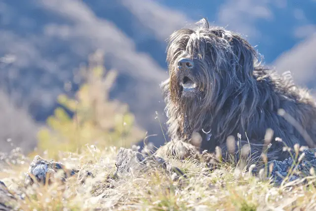 Bergamasco Shepherd