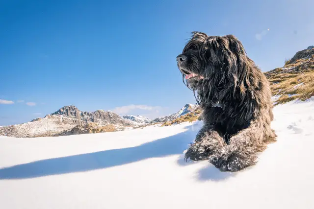 Bergamasco Shepherd