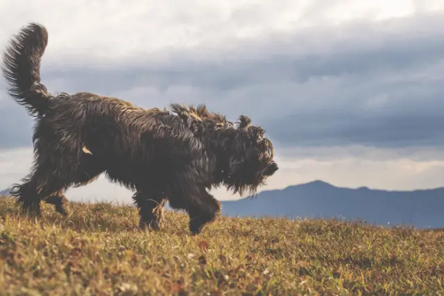 Bergamasco Shepherd