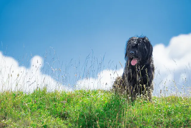 Bergamasco Shepherd