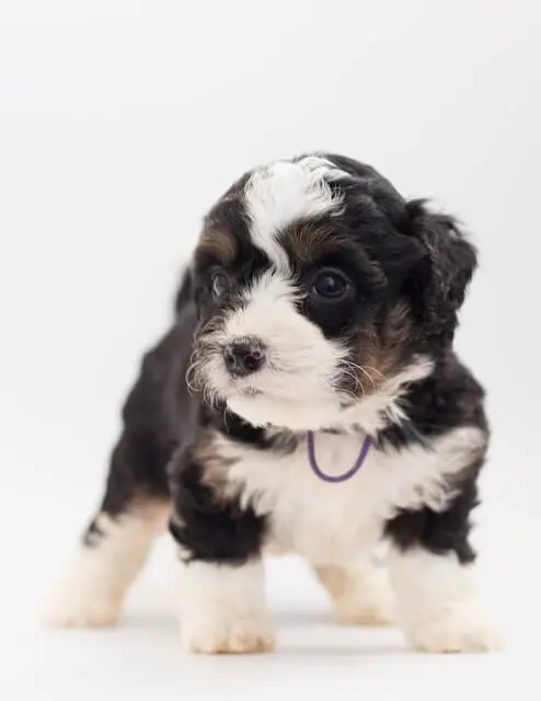 bernedoodle black and white puppy