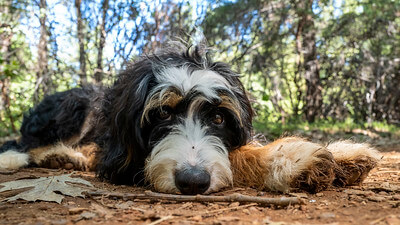 bernedoodle dog laying