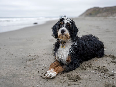 bernedoodle on beach