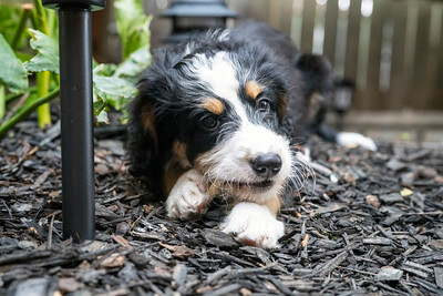 bernedoodle puppy and stick