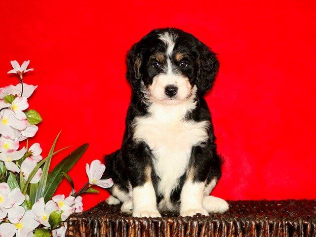 bernedoodle puppy and flower