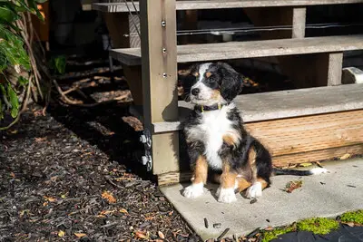 bernedoodle puppy sitting