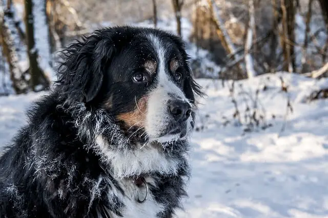 bernese dog in snow