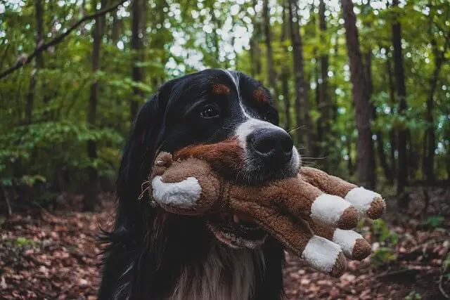bernese dog in woods