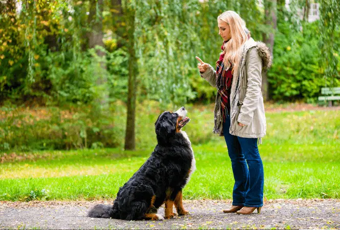 bernese dog sit command