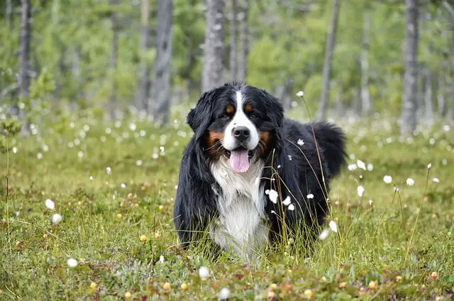 bernese in nature