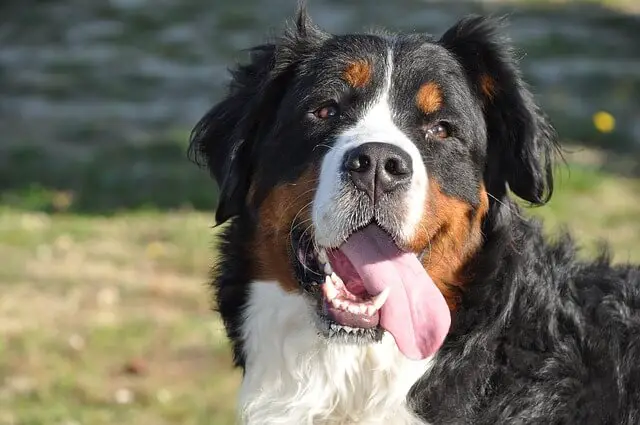 bernese mountain closeup