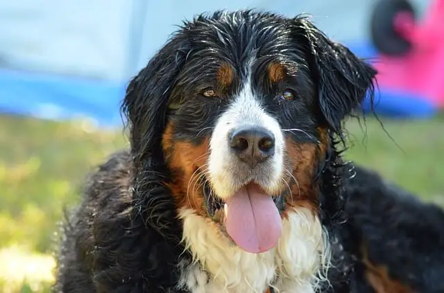 bernese mountain closeup wet