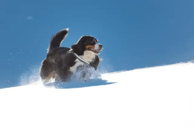 Bernese Mountain Dog