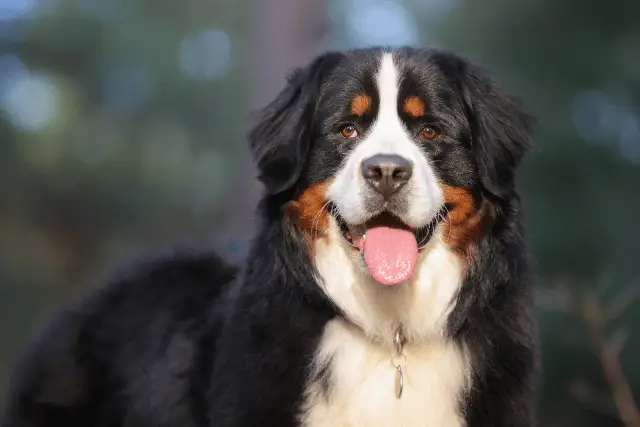 Bernese Mountain Dog