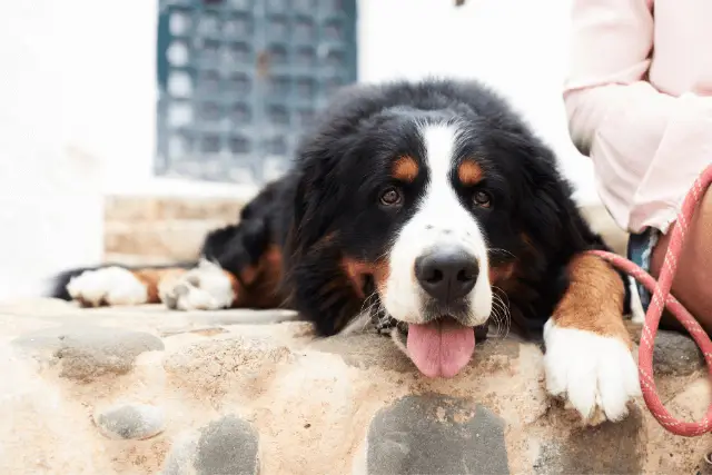 Bernese Mountain Dog