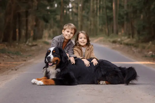 Bernese Mountain Dog