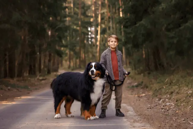 Bernese Mountain Dog