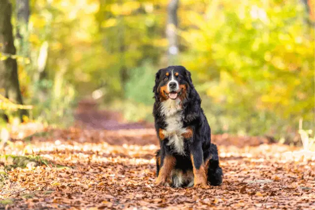 Bernese Mountain Dog