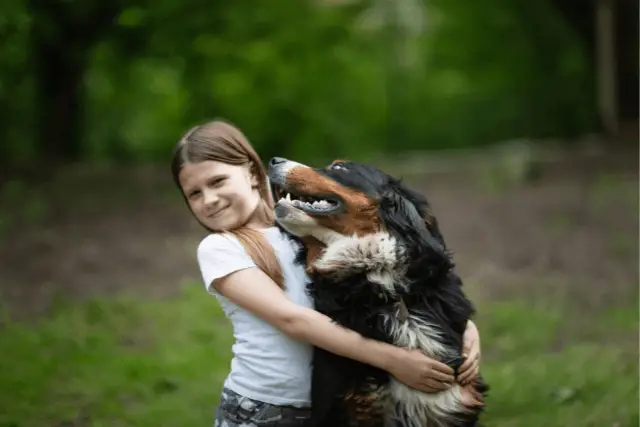 Bernese Mountain Dog