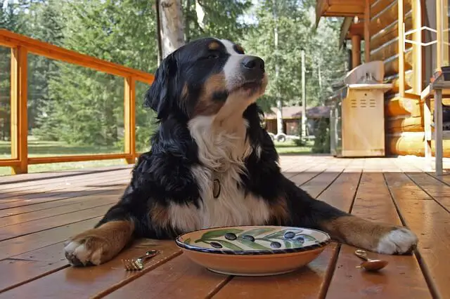 bernese mountain dog