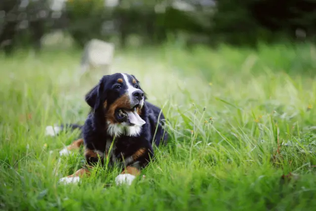 Bernese Mountain Dog