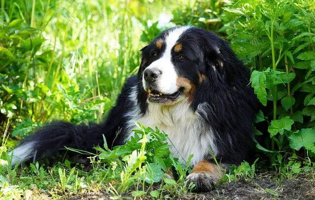 Bernese Mountain Dog laying