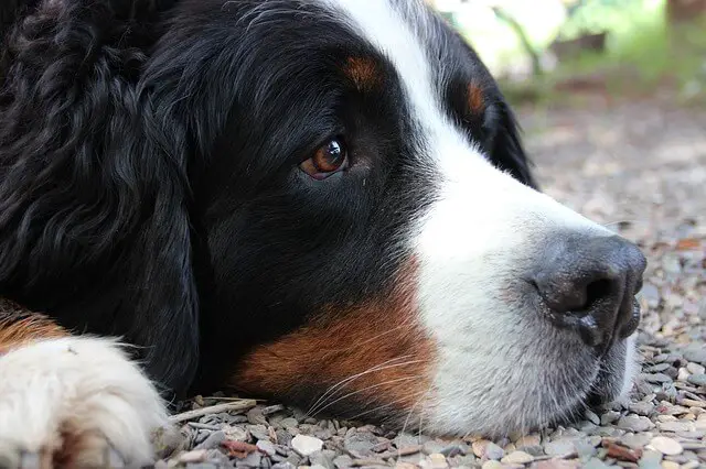 bernese mountain dog laying