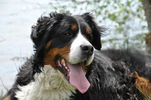 bernese mountain dog