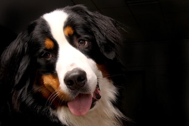 bernese mountain dog