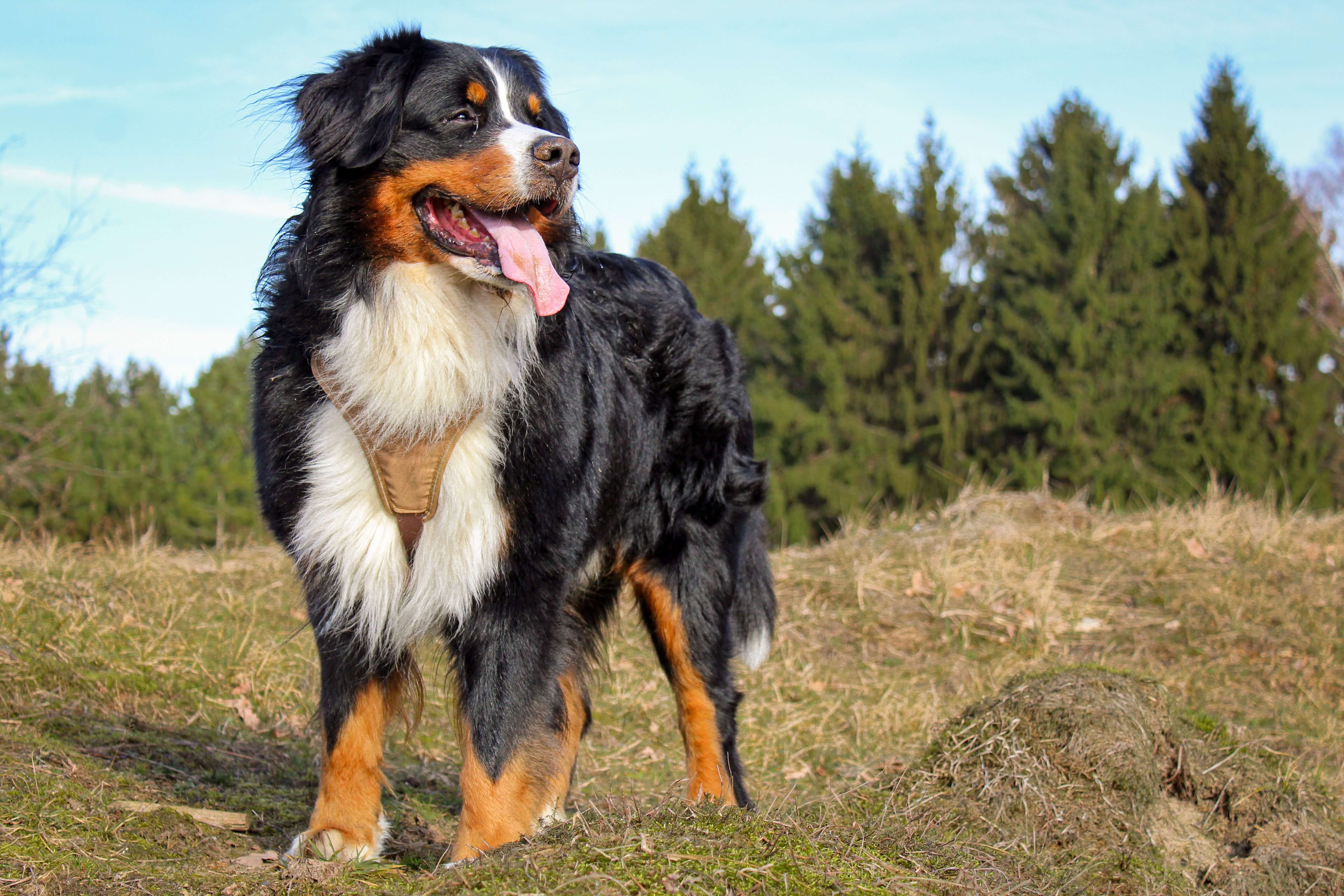 Bovaro del Bernese