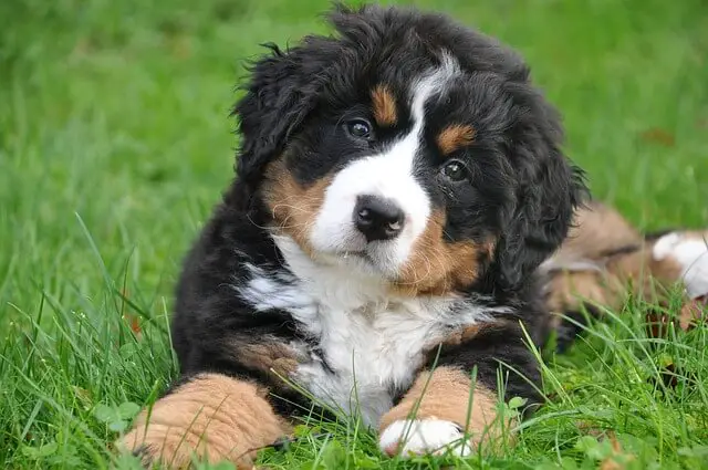 Bernese Mountain Dog puppy