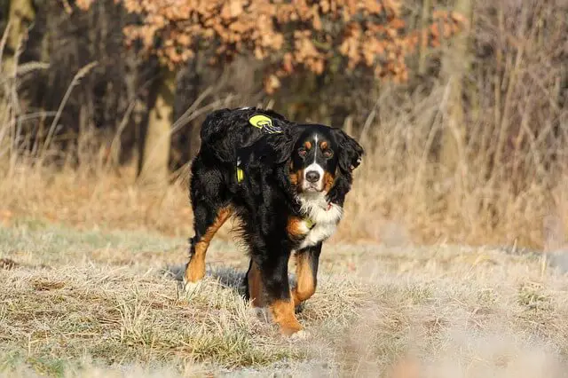 bernese mountain dog