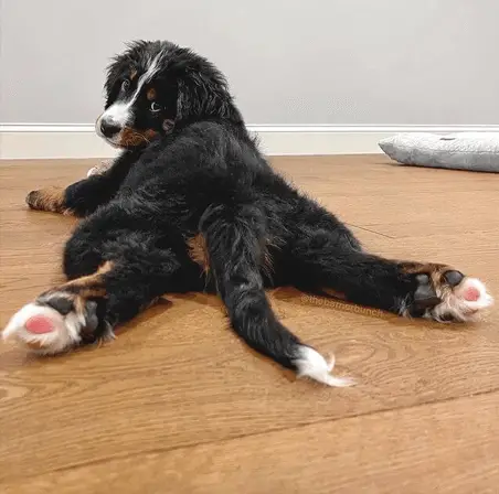 bernese puppy splooting