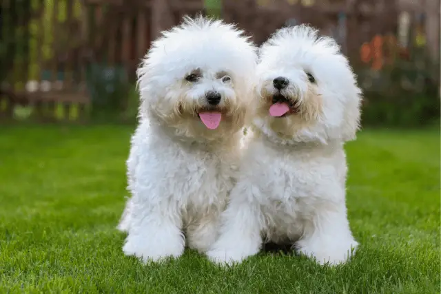 Bichon Frise