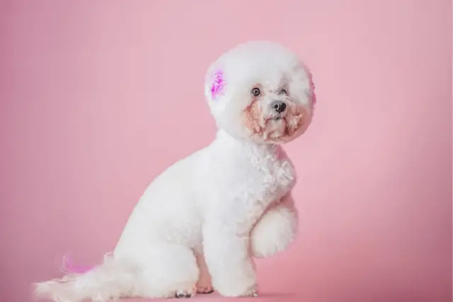 Bichon Frise