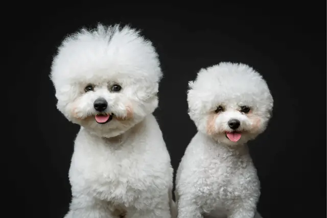 Bichon Frise