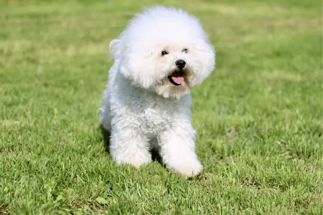 Bichon Frise