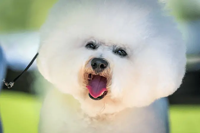 Bichon Frise