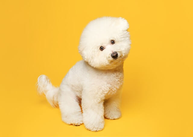 bichon frise